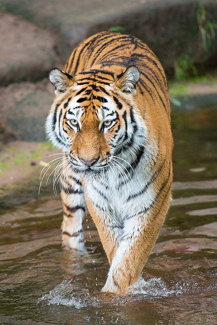 tiger-2940963_640