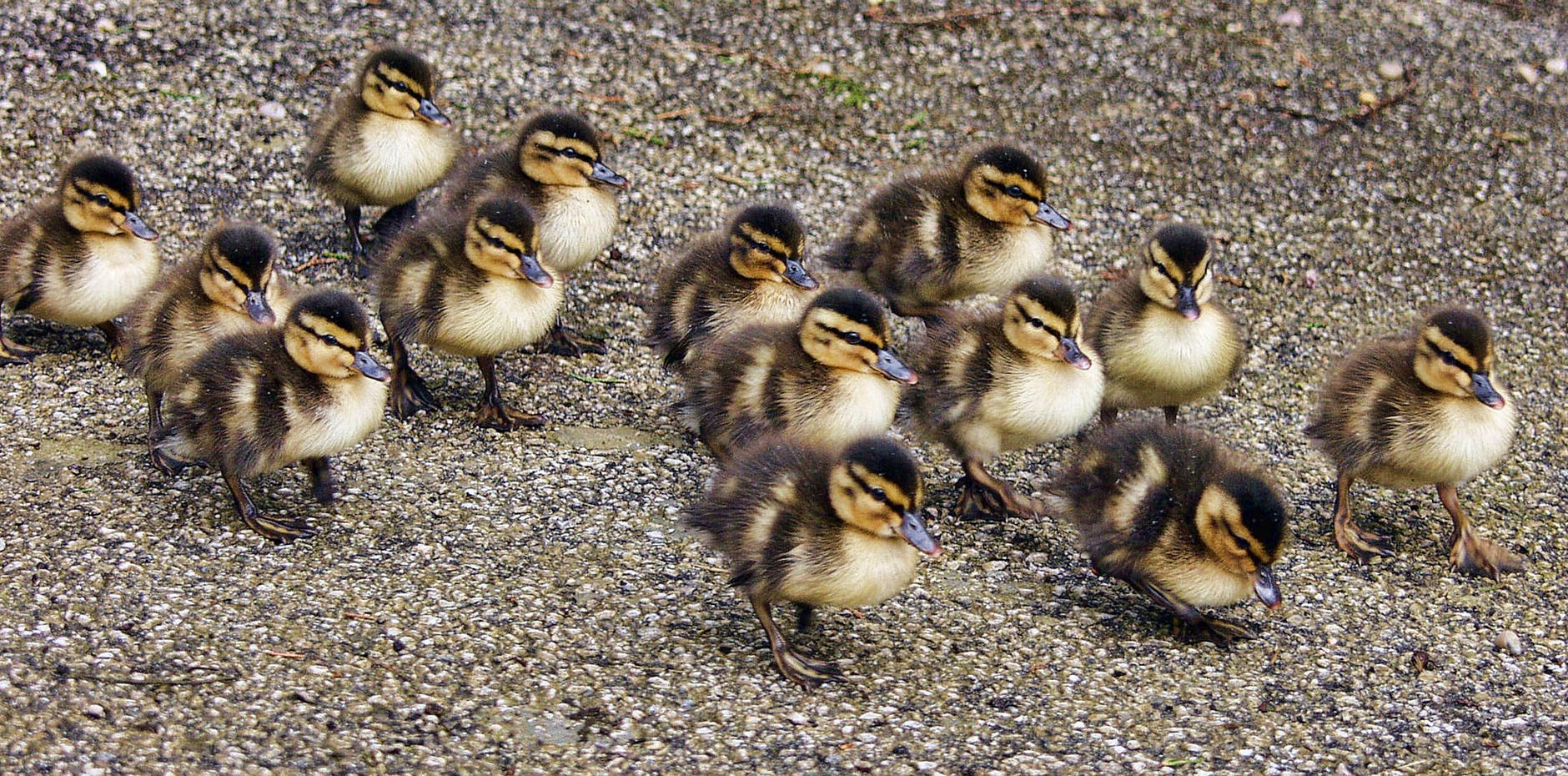 animals beak close up ducklings