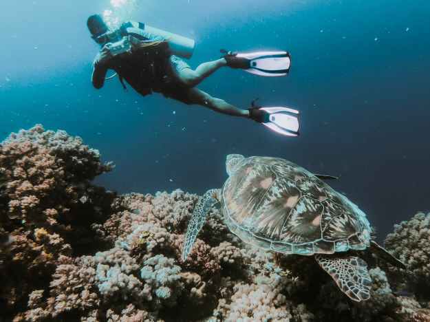 person swimming under water taking photo of turtle