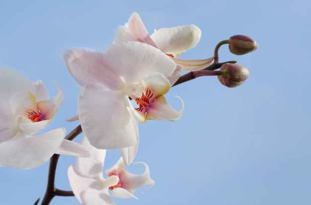 pink and white orchids