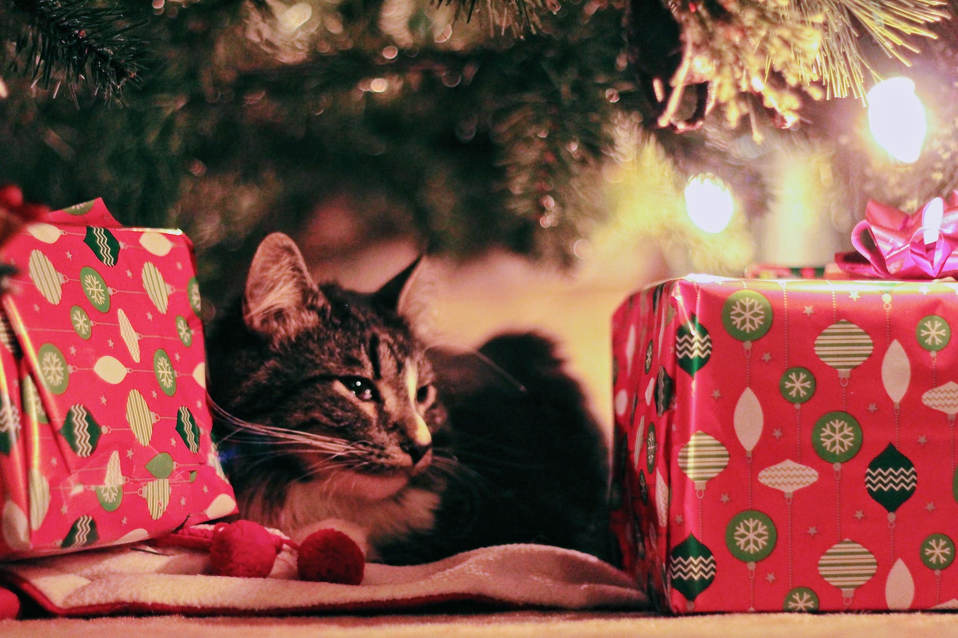 tabby cat lying under christmas tree with gifts