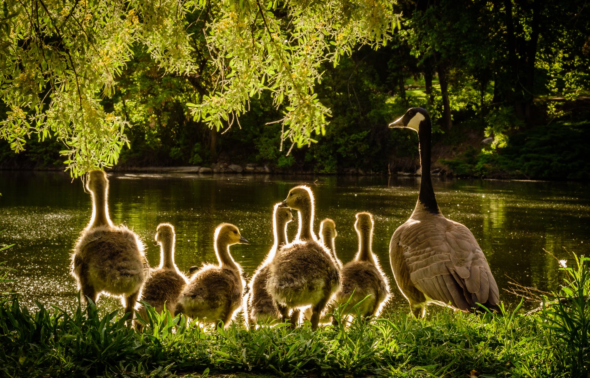 animals back light beaks close up