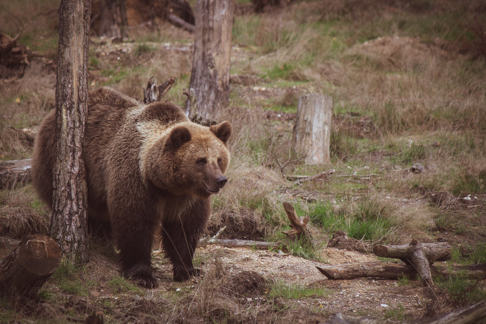 brown bear